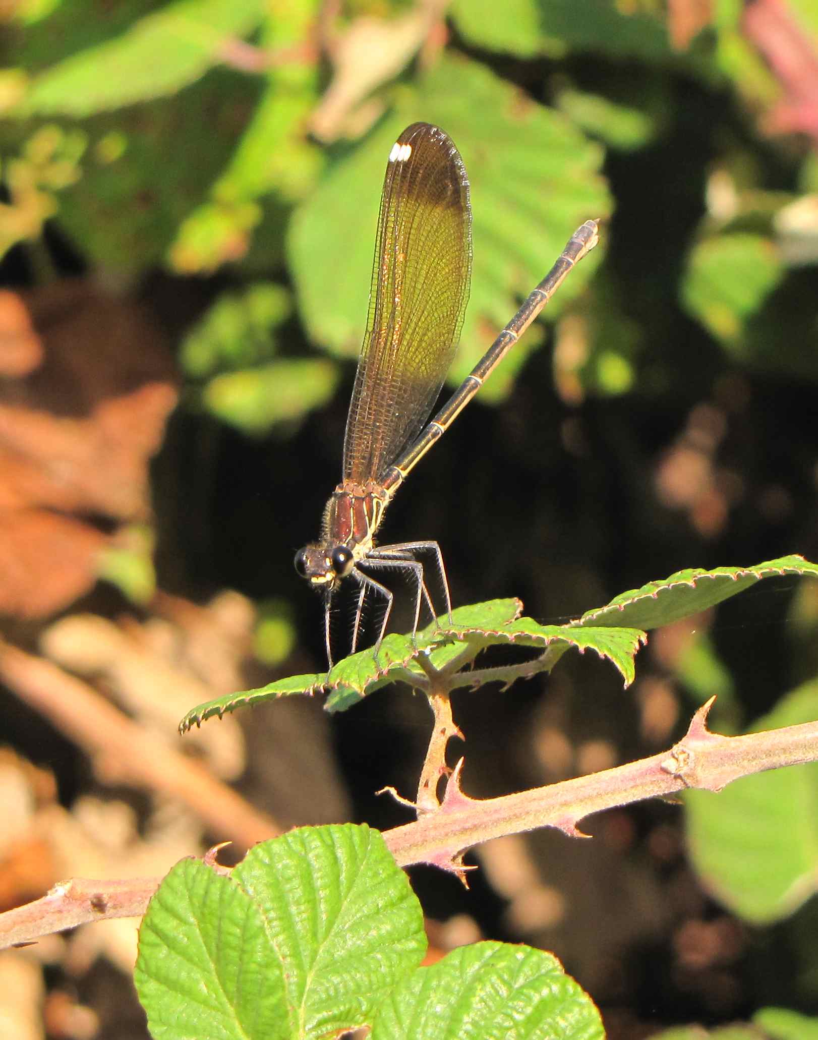 calopteryx